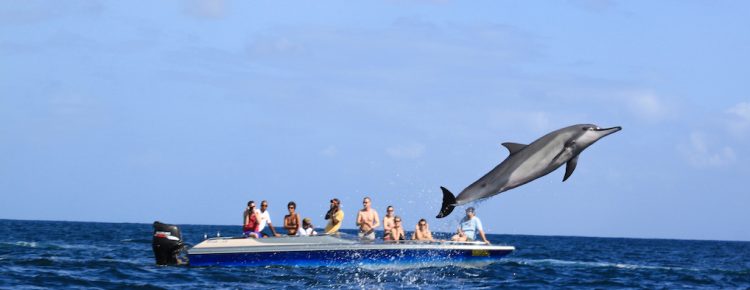 Counting dolphins with Mauritius Marine Conservation Society