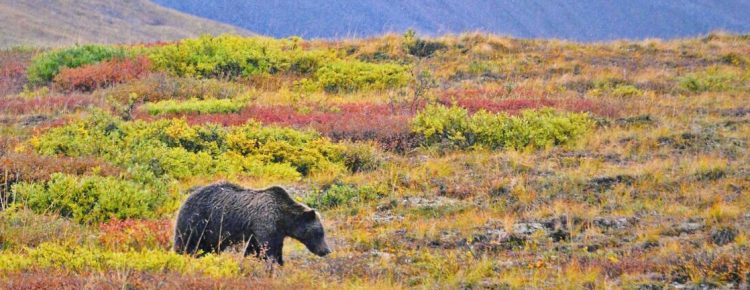 Denali National Park