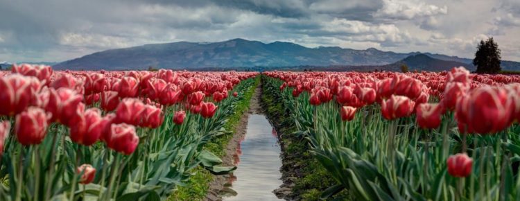 Keukenhof Flower Garden, Lisse, Netherlands
