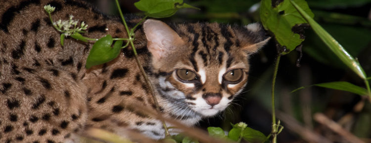 Sunda Leopard Cat, Deramakot Forest Reserve, Borneo