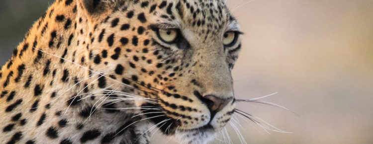 Leopard in Savuti Game Reserve, Botswana