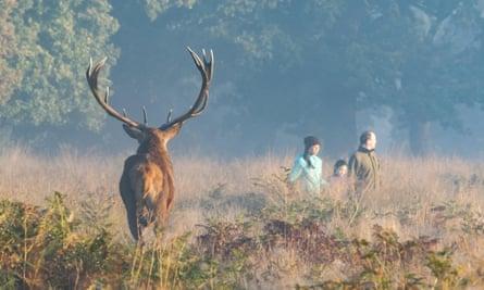 A misty morning in Richmond Park, Surrey
