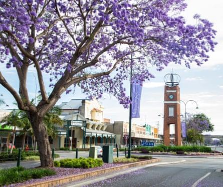 Jacaranda trees in full bloom in the Grafton town centre