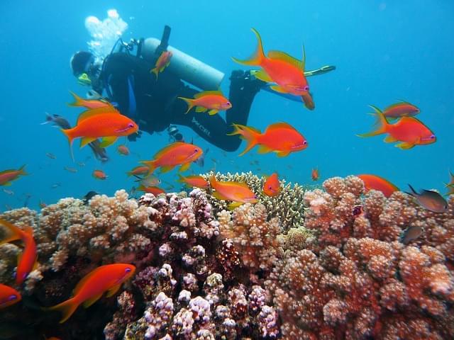 snorkeling a Fernando de Noronha