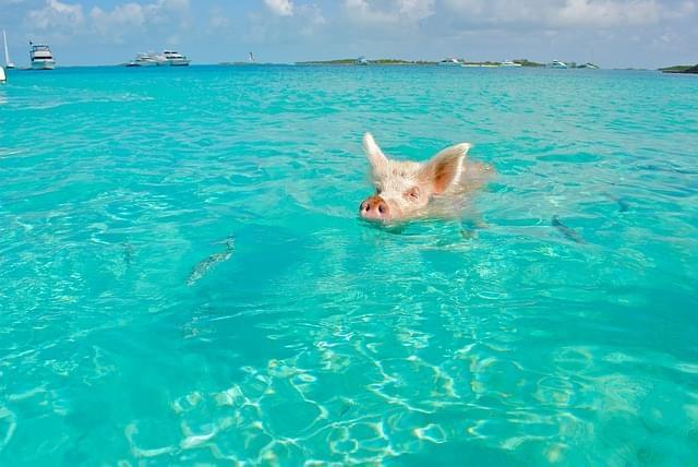 bahamas pig beach
