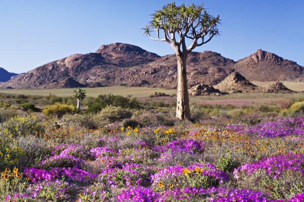 Il quiver tree  (albero faretra) nel Namaqua National Park ©Mark Read/Lonely Planet