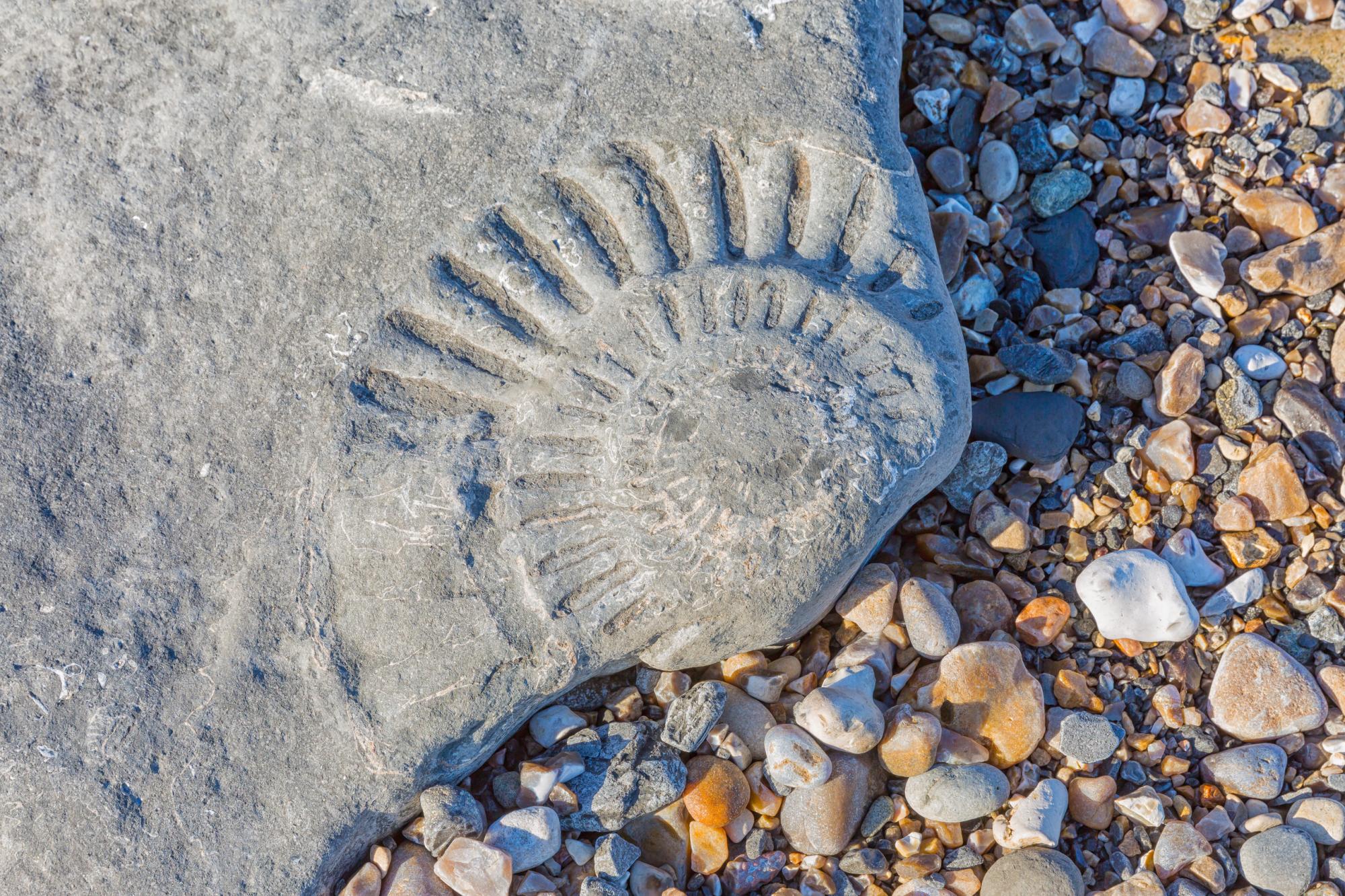 fossile, jurassic coast, inghilterra