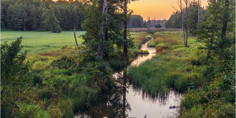 foresta-di-bialowieza