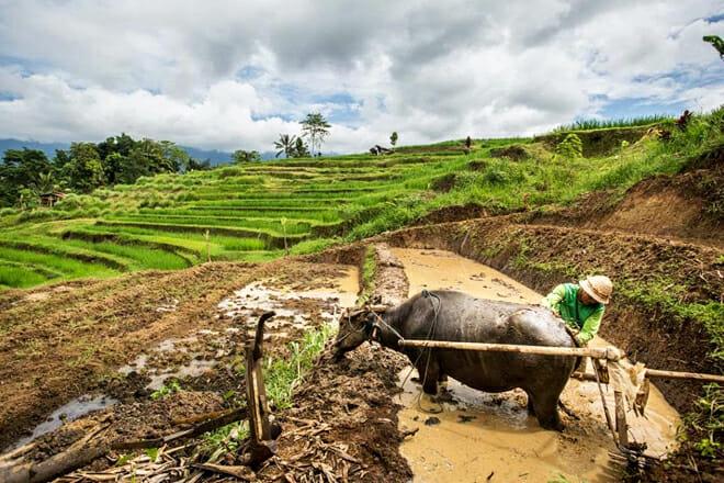 The Tegallalang And Jatiluwih Rice Terraces — Jatiluwih