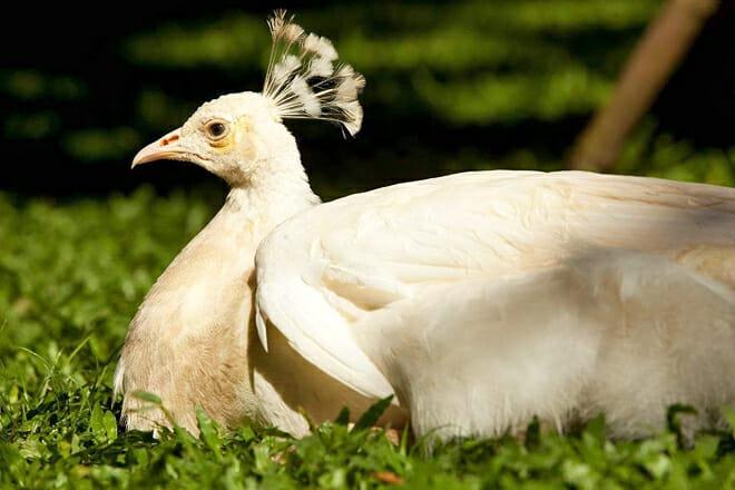 Bali Bird And Reptile Park — Gianyar