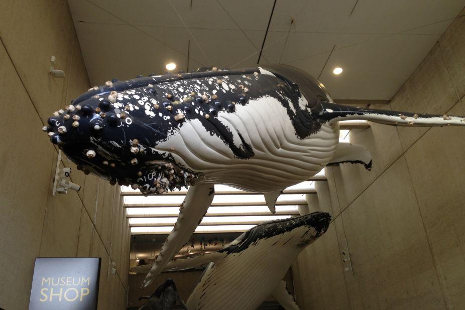 Queensland Museum is home to millions of objects that tell the story of the Australian state.