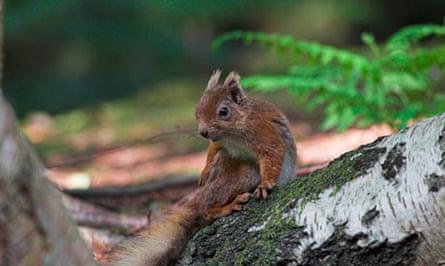 Red squirrel