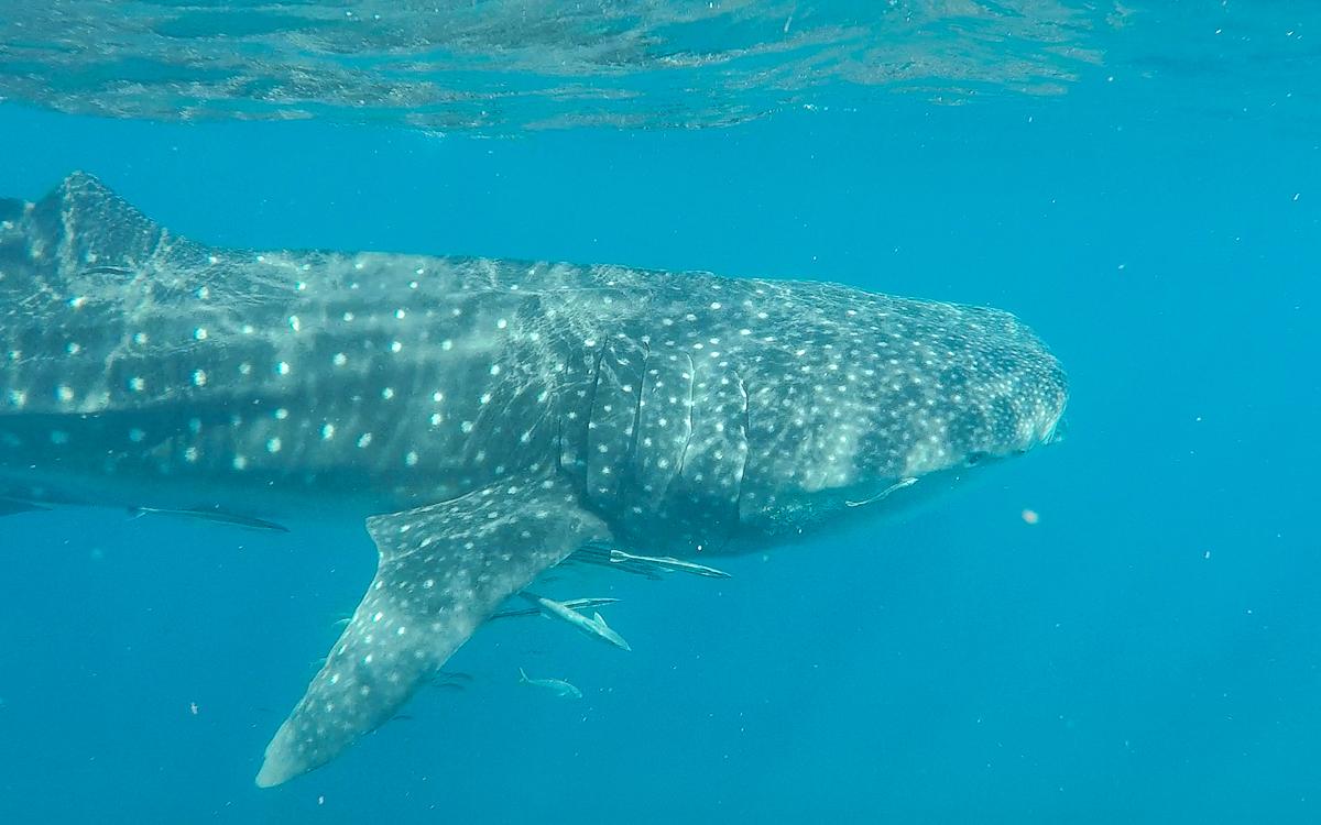 Schwimmen mit Walhaien | Ningaloo Reef, Westaustralien