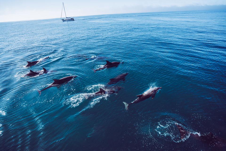 Esperance Delfine West Beach