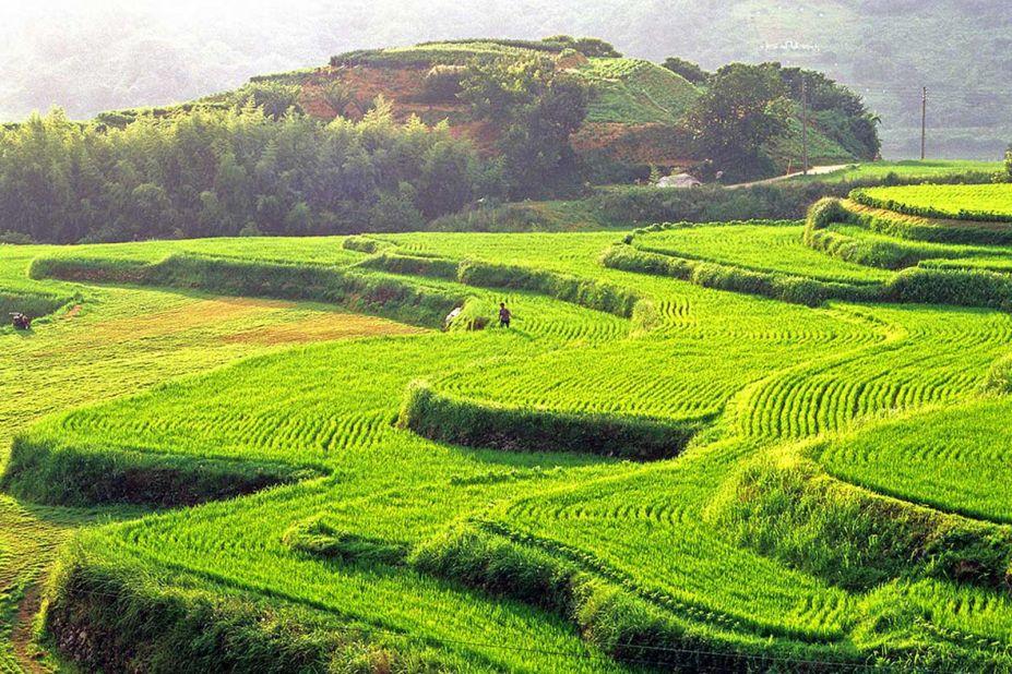<strong>Hapcheon daraknon: </strong>The terraced rice paddy fields of Hapcheon in South Gyeongsang Province are a wonderful sight. Thin and long terraced rice paddies like these are called 