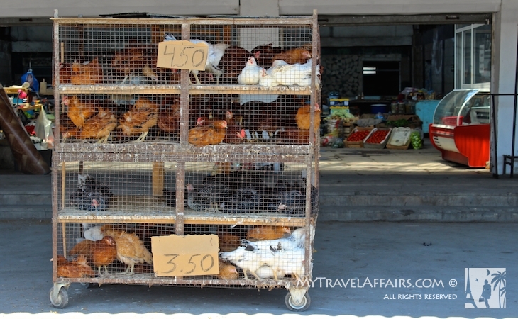 Chickens, Azerbaijan