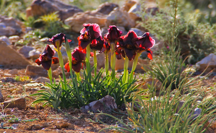 Jordan Interesting Facts