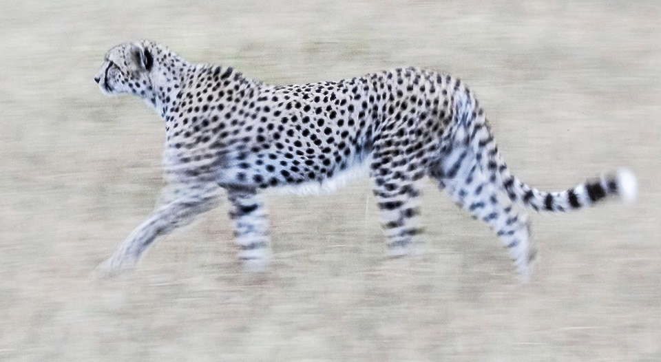 Panning shot, Masai Mara, Kenya