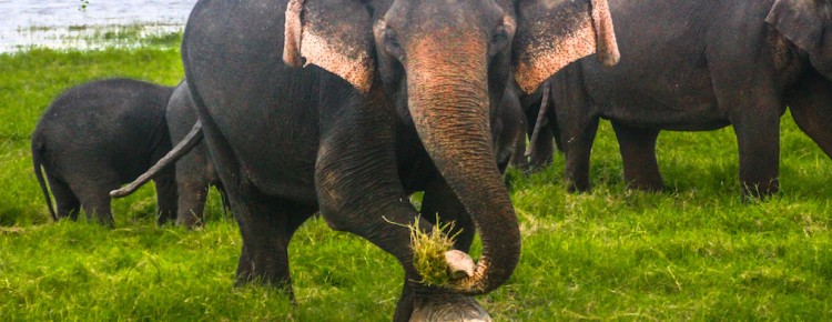 Kaudulla National Park