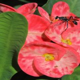 Hiriwadunna Village Trek