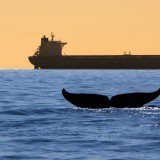 Whale watching in Mirissa