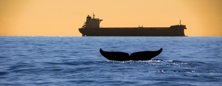 Whale watching Mirissa, Sri Lanka, Dolphin watching