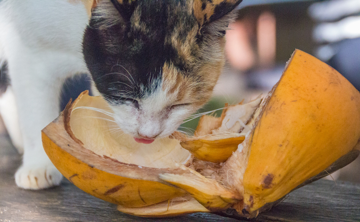 Interesting Facts Sri Lanka