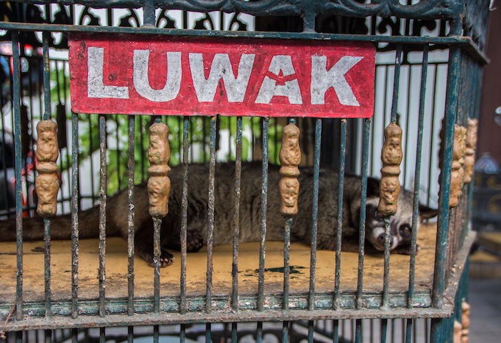 Luwak - Indonesia Interesting Facts
