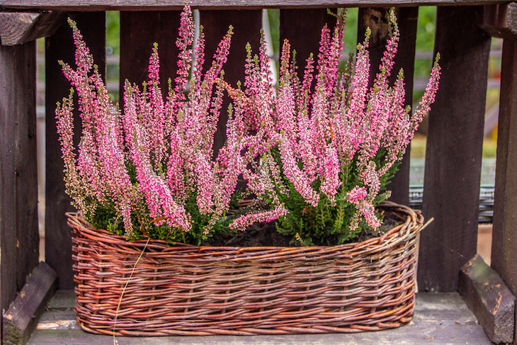 Lower Beskids Mountains