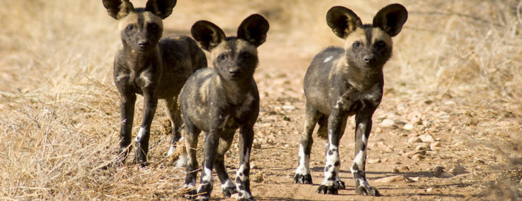 African Wild Dog Pack, Samburu National Reserve, Kenya