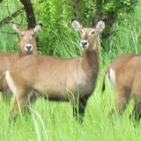 Safari in Pendjari National Park